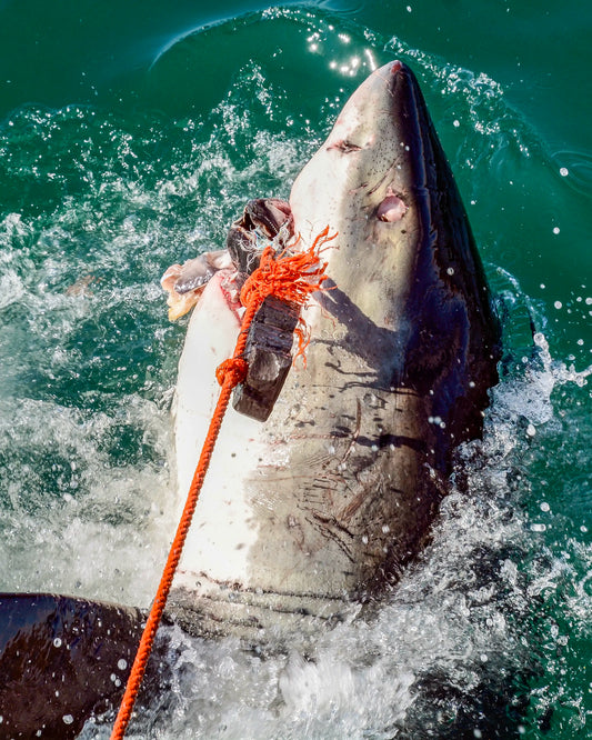 Great White Shark | Mossel Bay, Souh Africa