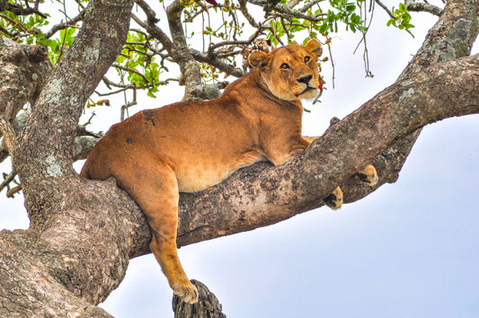 A lion sitting in a tree in Serengeti National Park in Tanzania.